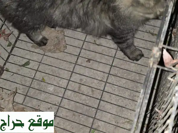 قط للبيع الدمام الخبر: رفيقك المنتظر بقلب محب! فرصة...