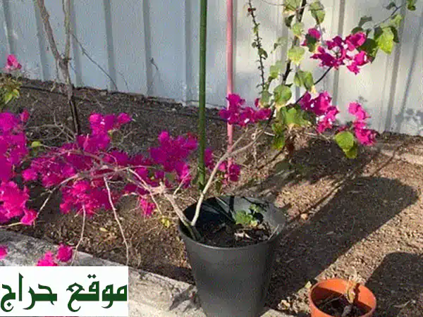 بوجنفيليا وردية مزهرة 🌸 للبيع جاهزة مع وعاء |...