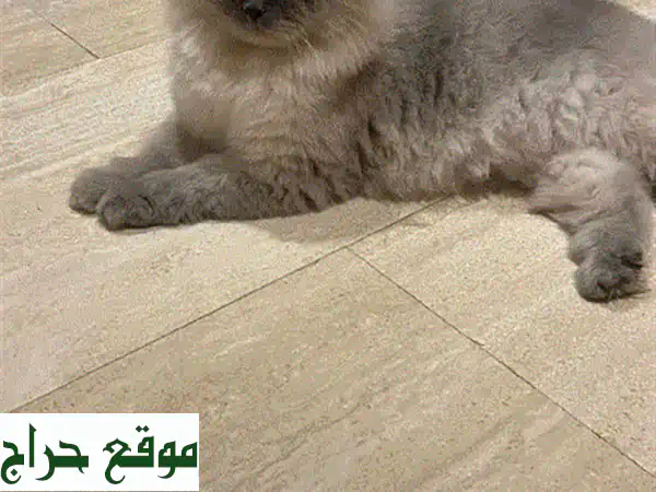 تبني قط هملايا ذكر مجاناً: رفيق ودود وصحي بانتظارك!