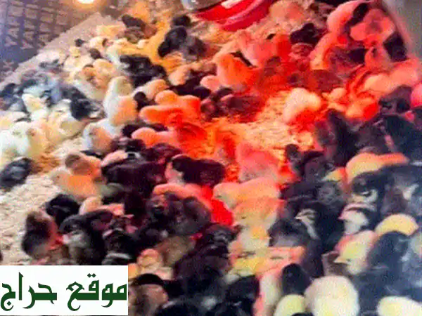 صيصان بلدي للبيع: ألوان مميزة (أبيض، أحمر، أسود)...