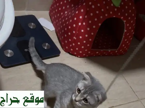 فرصة لا تعوض! مكس سكوتش فولد 3 شهور للبيع | مدربة...