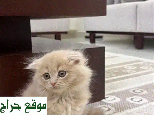 قط سكوتش فولد مكس شيرازي ذكر (شهرين) للبيع -...