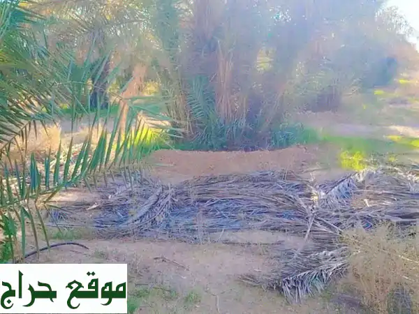 فرصة ذهبية! كميات ضخمة: فروخ نخل خلاص فاخرة و1000...