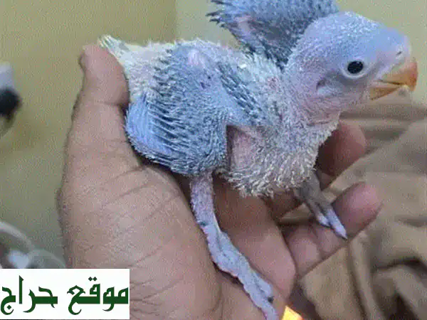 نابلي | عناية شهرية متكاملة لحيواناتك وحمامك:...