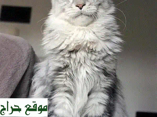 قطط ماين كون مستوردة للبيع: جمال وفخامة | صغار 3...