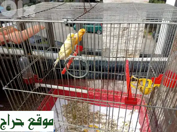 جوز كناري للبيع: ذكر وأنثى منتجان | جمال وبهجة لمنزلك