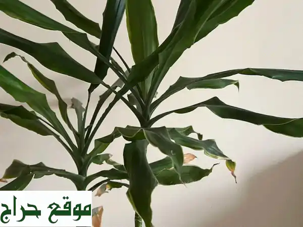 نباتات داخلية للبيع مع أصصها | جمال أخضر لمنزلك -...