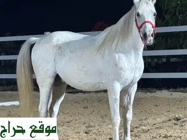 حصان واهو سوري مختوم: بطل السيرك 8 سنوات - ذكاء...