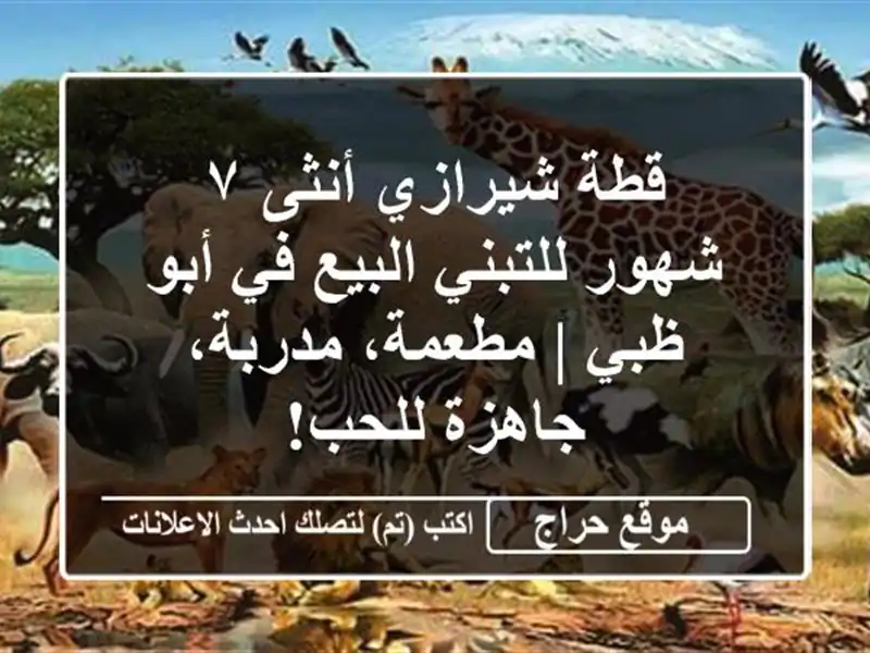 قطة شيرازي أنثى ٧ شهور للتبني/البيع في أبو ظبي |...