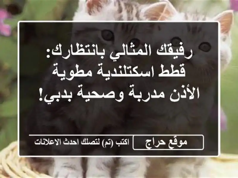 رفيقك المثالي بانتظارك: قطط اسكتلندية مطوية...