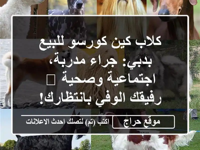 كلاب كين كورسو للبيع بدبي: جراء مدربة، اجتماعية...