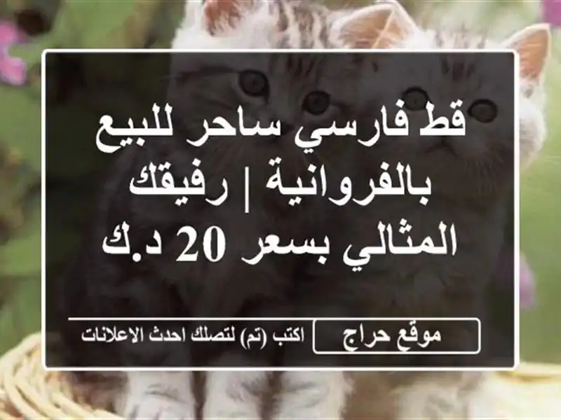 قط فارسي ساحر للبيع بالفروانية | رفيقك المثالي بسعر...