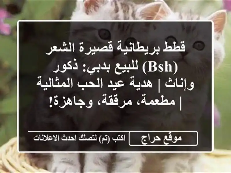 قطط بريطانية قصيرة الشعر (BSH) للبيع بدبي: ذكور وإناث...