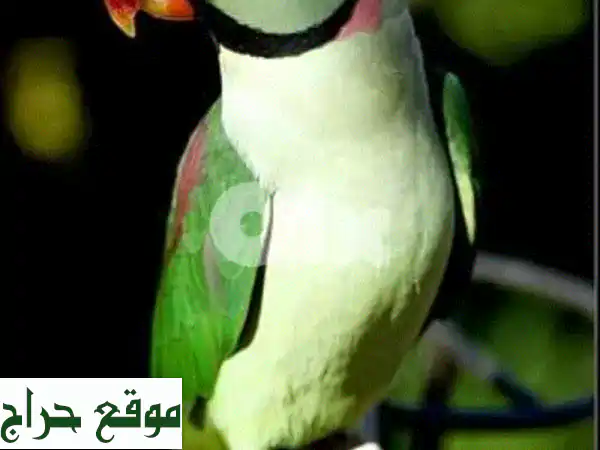 فراخ ببغاء درة الكسندرين للتزقيم اليدوي | رفيقك...