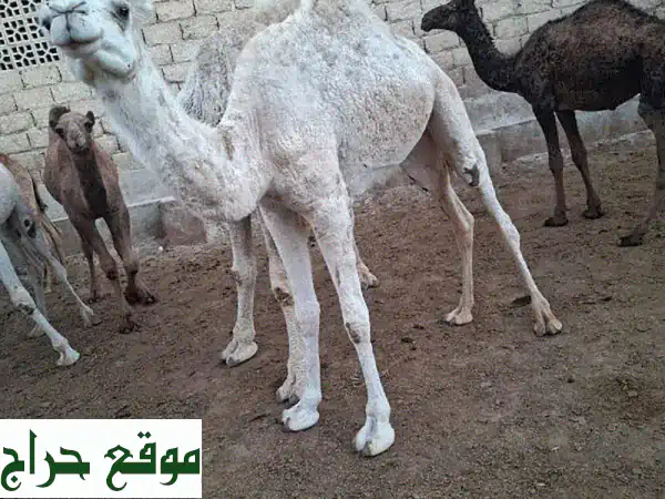 كنوز وادي خالد: خيول أصيلة، جمال وبغال للبيع في عكار