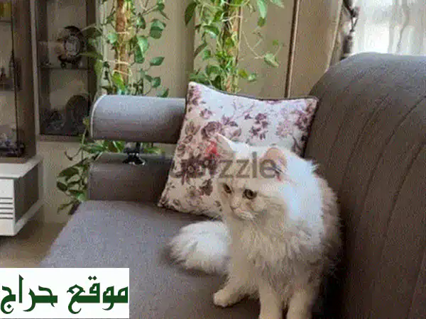 فرصة لا تُعوّض: قط أليف هادئ ومُدلل للتبني - جاهز...