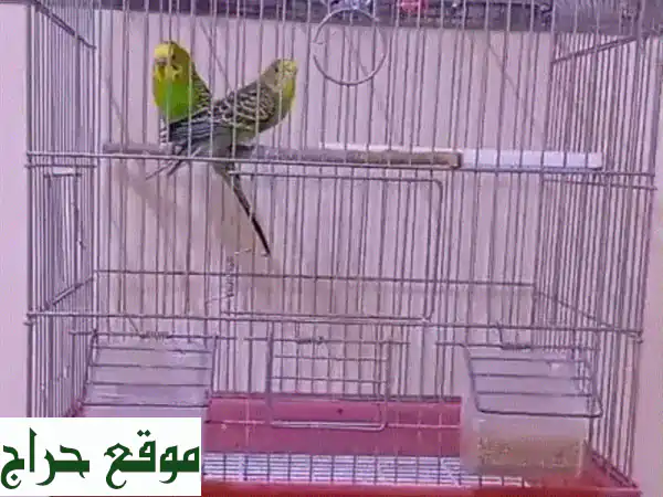 امتلك سحر الطبيعة: زوج طيور هندية رائعة مع...