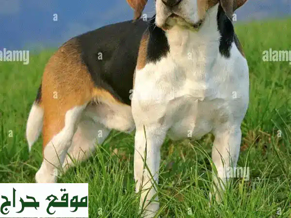 need a beagle male dog for mate