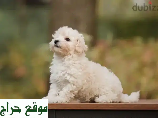 🐾 جراء مالطيبو ميني ساحرة للبيع | Maltipoo Puppies –...