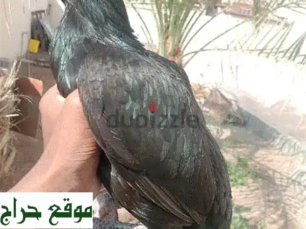 فرصة رائعة: ديك افرد ودجاجتين صحيات للبيع في...