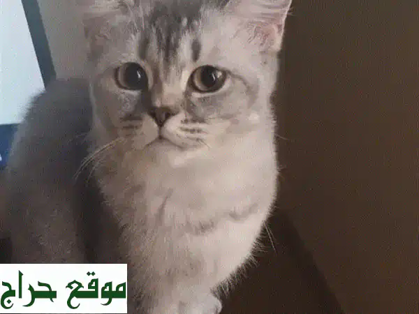 قطة سكوتش ستريت رائعة للبيع | 6 أشهر | مطعمة ونظيفة...