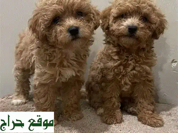 جراء توي بودل رائعة للبيع | عمر شهرين، مطعمة...