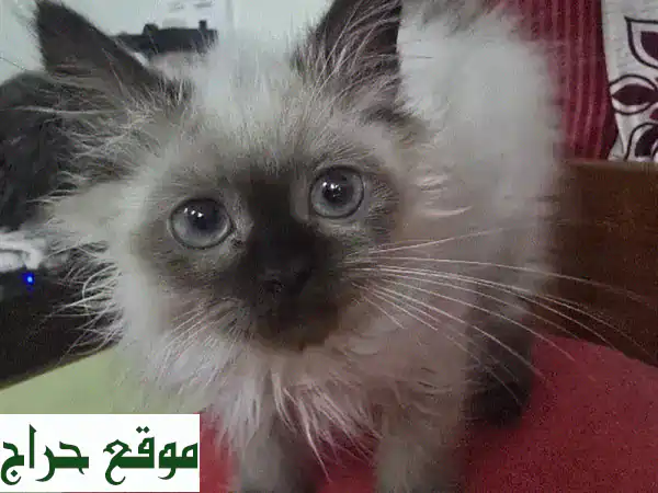 فرصة تبني لا تعوض: قطط شيرازي رائعة (أم وصغيرها) تبحث...