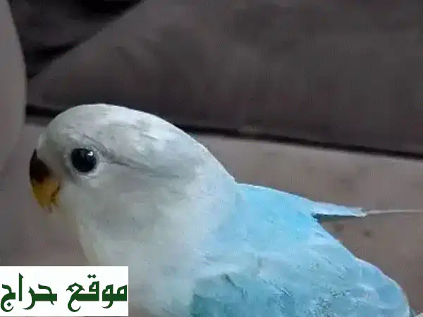 فرصة لا تعوض: طائر حب أليف وودود للبيع | يقف على...