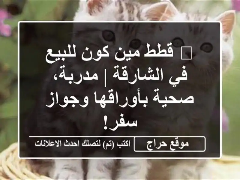 🌟 قطط مين كون للبيع في الشارقة | مدربة، صحية...