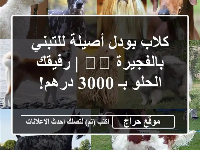 كلاب بودل أصيلة للتبني بالفجيرة 🇦🇪 | رفيقك الحلو...