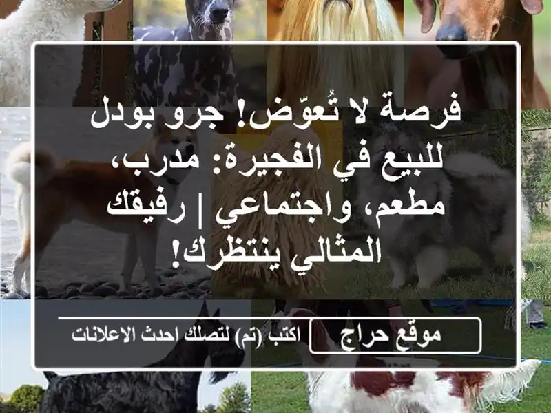 فرصة لا تُعوّض! جرو بودل للبيع في الفجيرة: مدرب،...