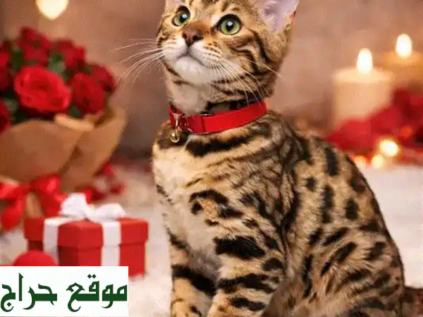 قطط بنغال F1 للبيع: أصالة، جمال آسر وصحة فائقة |...