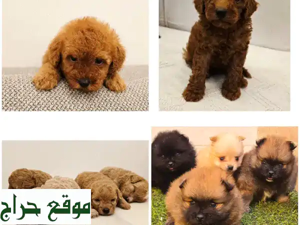 كلاب صغيرة للبيع: بوميرانيان، توي بودل، شيتزو،...