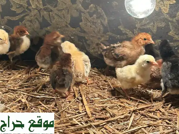 فرصة ذهبية! صوص بلدي فواتح (16 يوم) | محصن بالكامل...