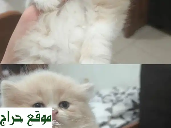 فرصة لا تعوض: قطة شيرازي مطعمة ومدربة (4 شهور) مع...