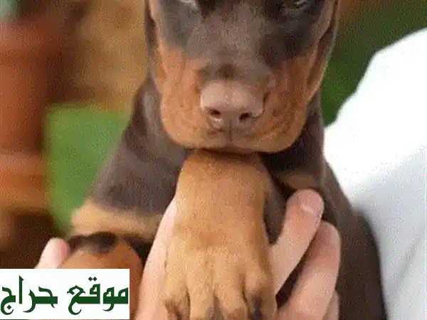 جرو دوبرمان أوروبي ذكر بني أصيل 3 شهور | مطعّم...