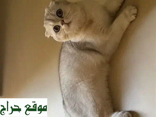 أجمل قطة سكوتش فولد بيور للبيع | العمر 6 أشهر |...