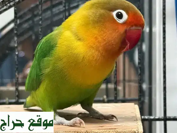 للبيع: طائر حب ذكر (سنة) | ألوان رائعة وجاهز...