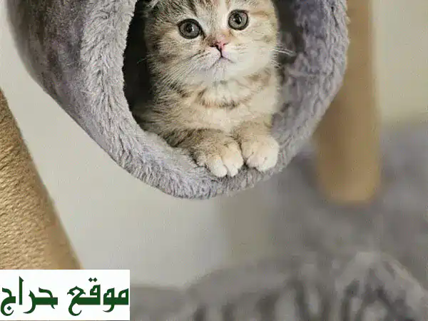 قطة سكوتش فولد أنثى للبيع 🐾 | عمر شهرين | مدربة...