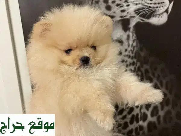 فرصة لا تُعوّض: جرو بومرينيان تي كاب (Trevor) للبيع |...