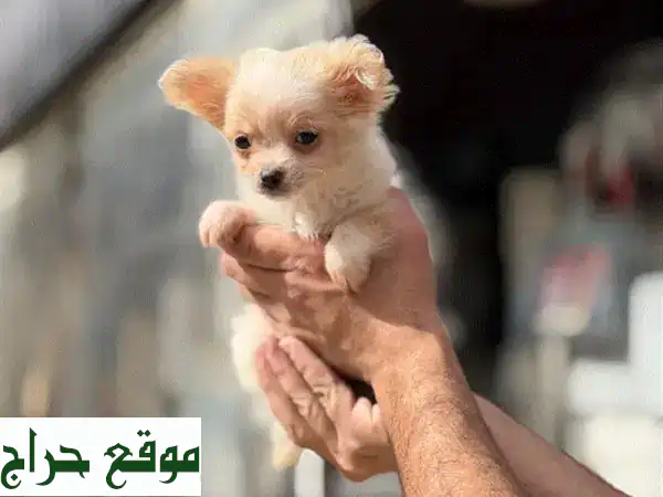 أجمل جرو تشيهواهوا أنثى للبيع | شهرين ونصف |...