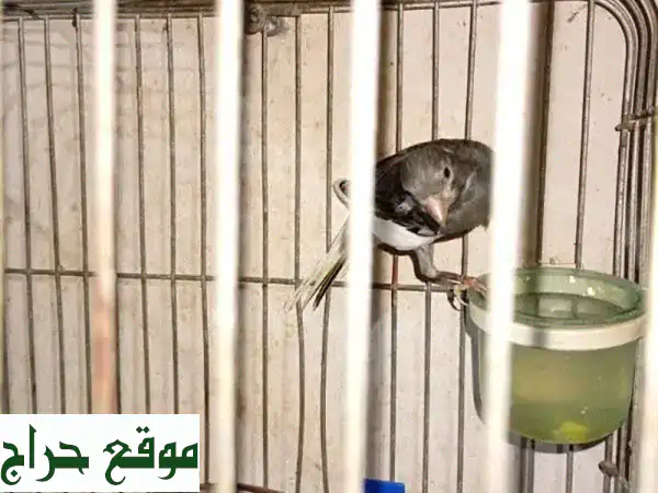 فرصة لا تُعوَّض: كنار ذكر مغرد وصحته ممتازة للبيع...