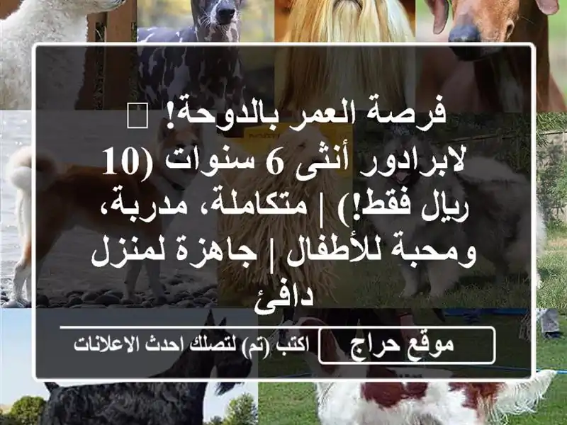 فرصة العمر بالدوحة! 🐾 لابرادور أنثى 6 سنوات (10...