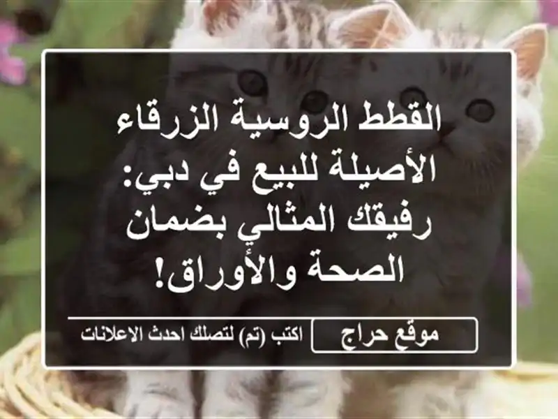 القطط الروسية الزرقاء الأصيلة للبيع في دبي:...