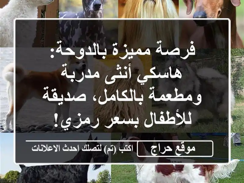 فرصة مميزة بالدوحة: هاسكي أنثى مدربة ومطعمة...