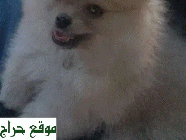 كلب برمرين مميز للبيع: رفيقك الوفي بعمر سنة واحدة...