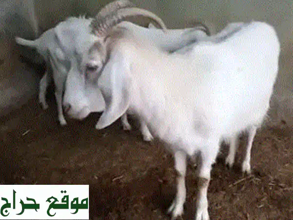 فرصة استثمارية نادرة: عنزتين حلوب للبيع! سويسرية...