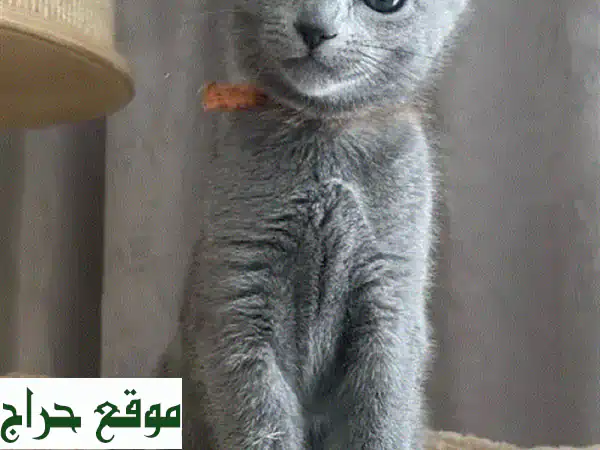 💎 كيتن روسي أزرق بيور للبيع - رفيقك المثالي...