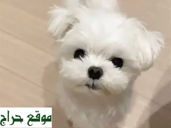 جرو بيشون فرنسي للبيع | أليف ومرح ومناسب...