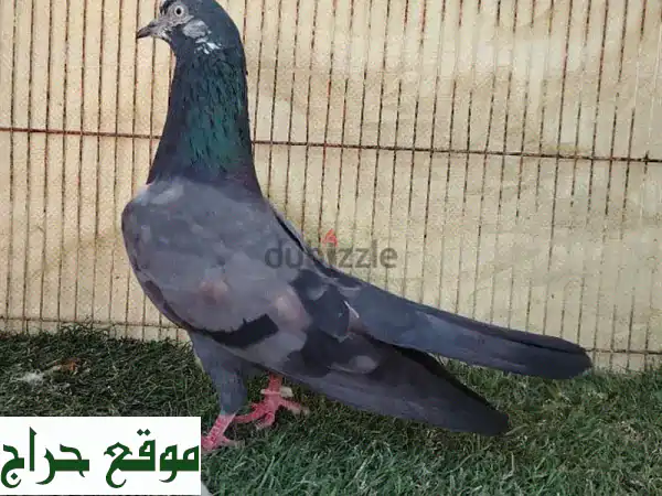 فرصة نادرة: حمام باكستاني تشينا ذكر أصيل للبيع - 20...